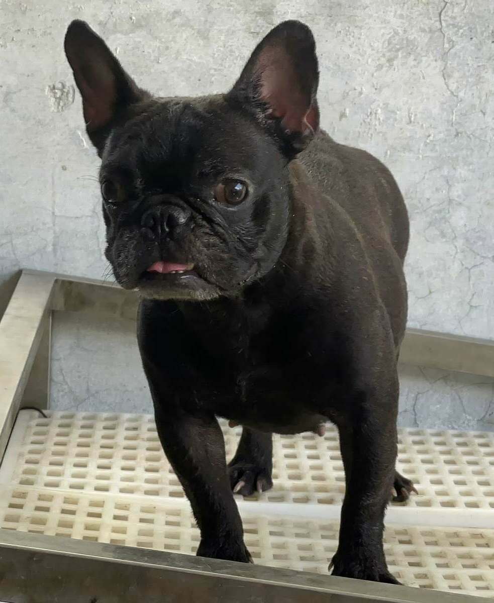 <span style="font-weight: bold;">Lola</span>&nbsp;