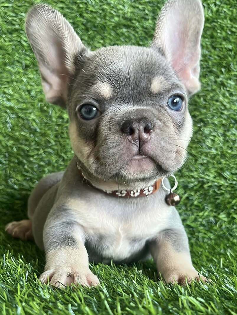 <span style="font-weight: bold;">Pierre</span>