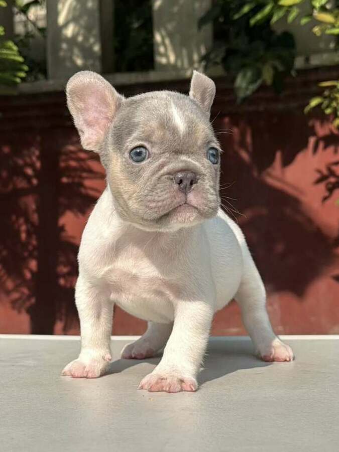 <span style="font-weight: bold;">Gus&nbsp;</span>