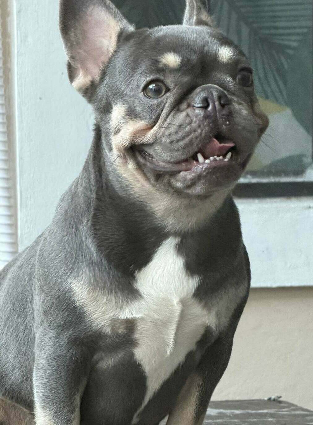 Cardigan Welsh Corgi