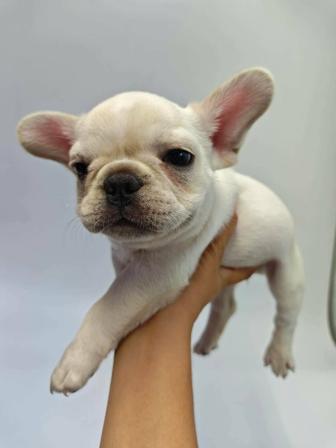 <span style="font-weight: bold;">Klein</span>