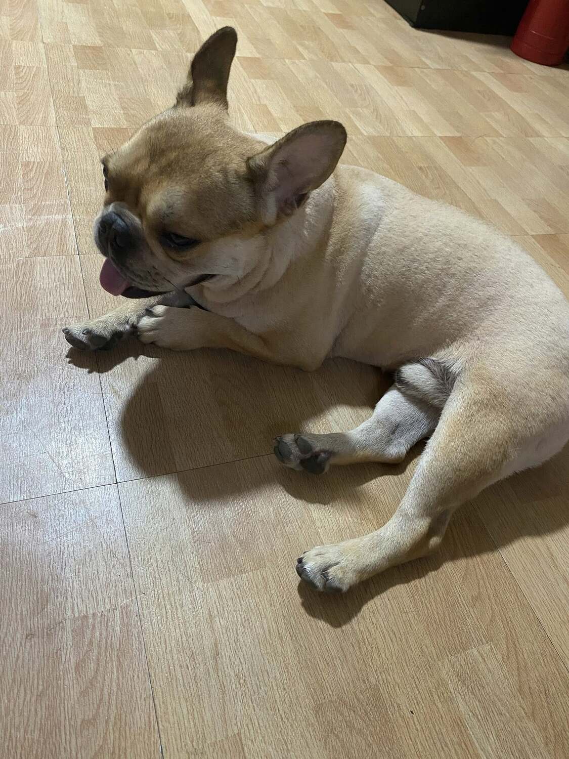 <span style="font-weight: bold;">Rocco&nbsp;</span>