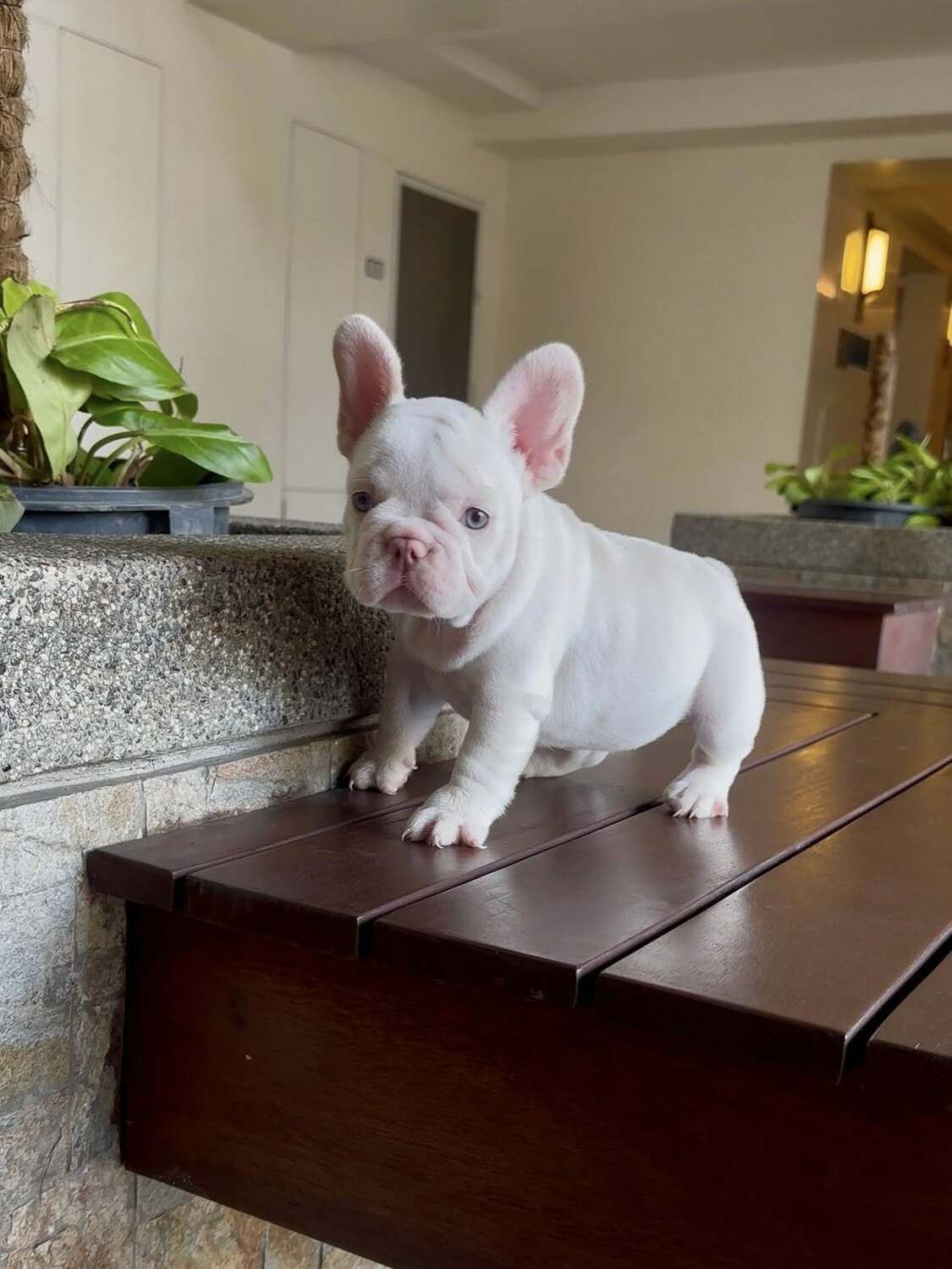 <span style="font-weight: bold;">Jimmy</span>