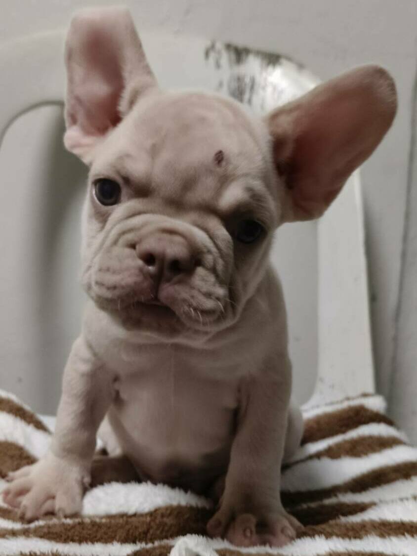 <span style="font-weight: bold;">Bruno&nbsp;</span>