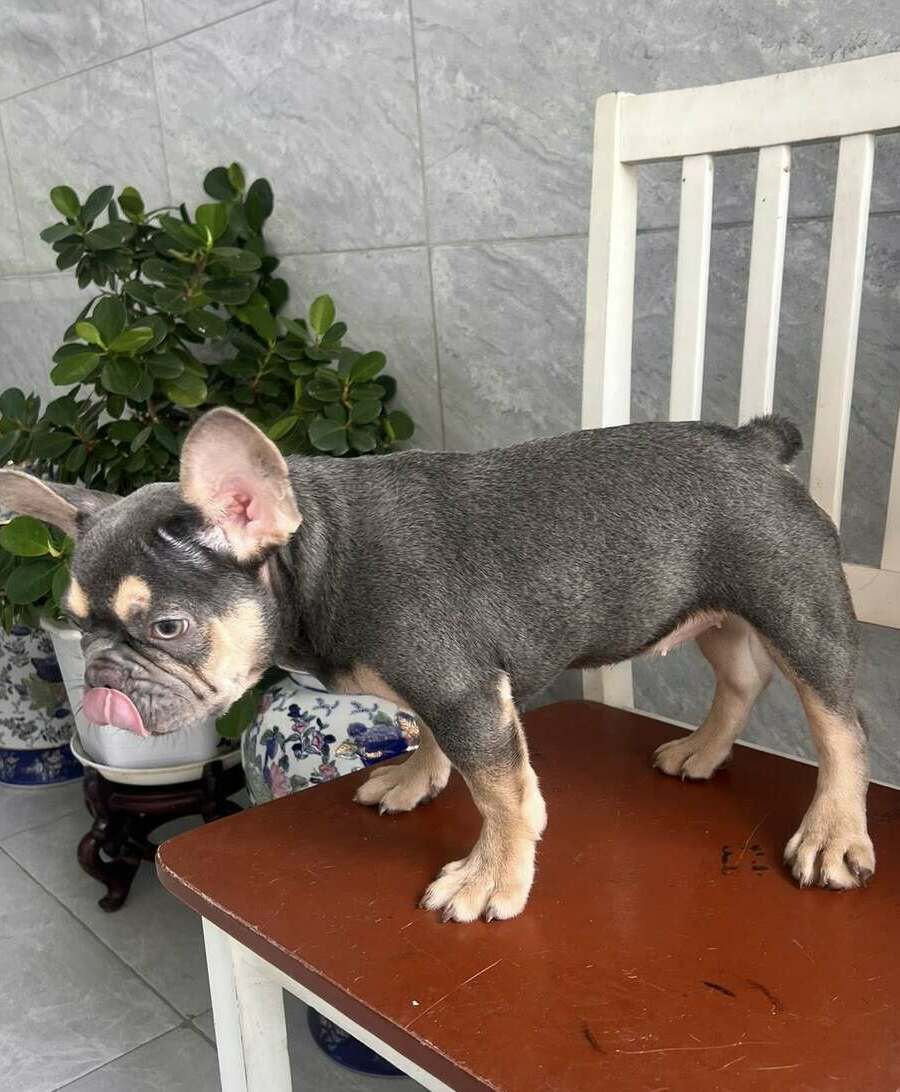 <span style="font-weight: bold;">Tim</span>