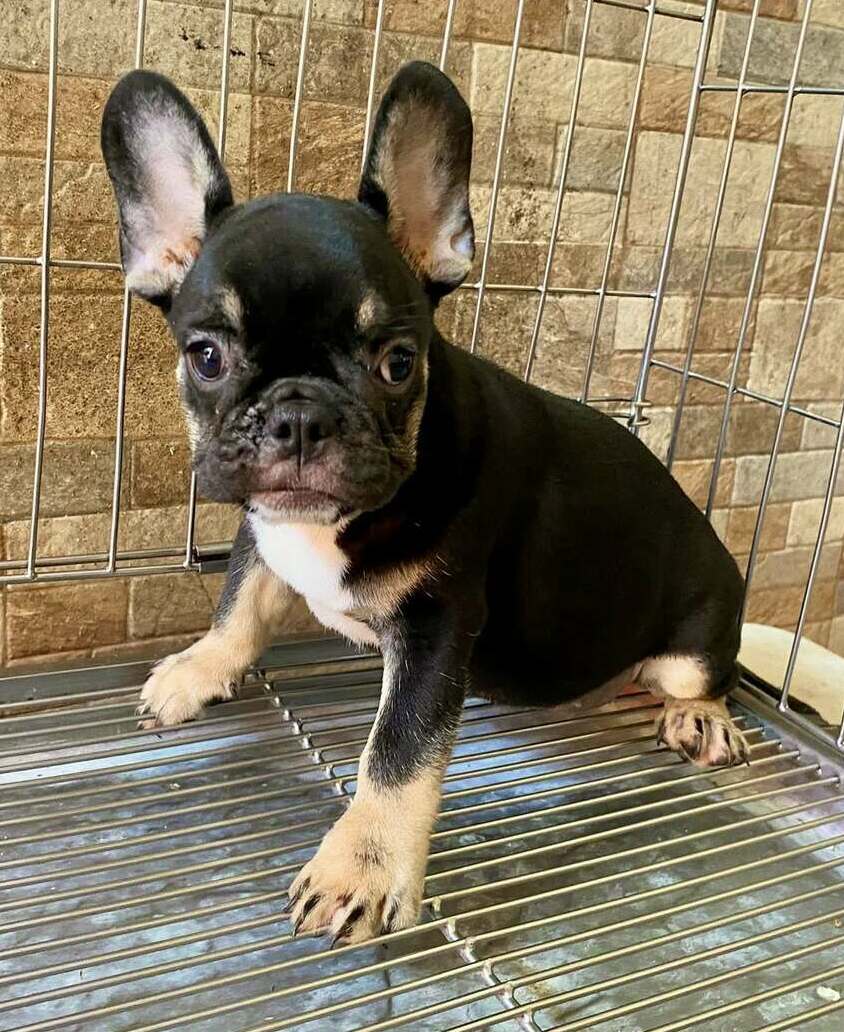 <span style="font-weight: bold;">Frank</span>&nbsp;